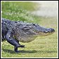 alligators