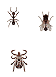 ant, tick and fly problems can start with nuisance wildlife around the house