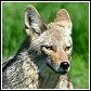 coyote