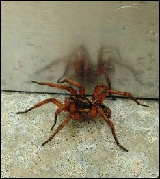 garage seal blocking spider