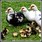 muscovy ducks
