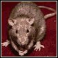 rats and mice