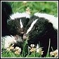 skunks