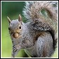 squirrel