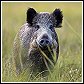 wild boar