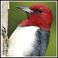 woodpecker