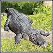 an example of an american alligator