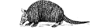 armadillo clip art
