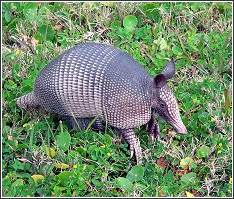 armadillo enjoying the grass