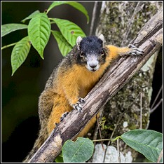 the big cypress sub-species of the fox squirrel