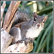 squirrel in palm tree