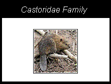 a beaver, a member of the castoridae family from the order rodentia
