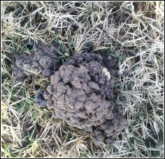 lawn lobster mud pile around hole