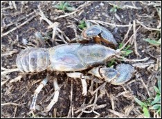 crawdad on surface