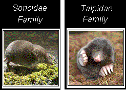 a few of the muridae family from the order rodentia