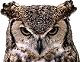 Great horned owl