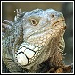 iguana