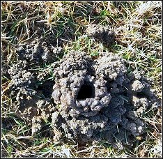 chimney of dirt around crayfish hole