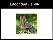 a beaver, a member of the leporidae family from the order Lagomorpha