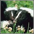 skunk