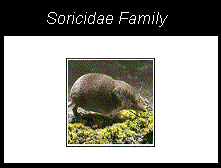 a gopher, a member of the soricidae family from the order Eulipotyphla