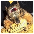 squirrel injured in trap