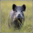 wild hog in tall grass