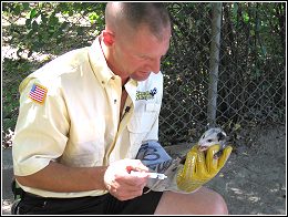 ned bruha rehydrating young possom during a wildlife removal job