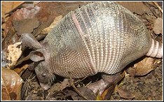 armadillo digging on lawn