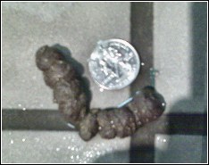 armadillo feces