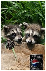 two juvenile raccoons similar those in the vending machine story
