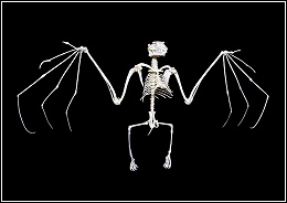 Fruit Bat Skeleton