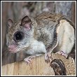 southern flying squirrel