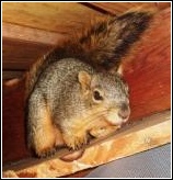 squirrel climbing tree with nesting material