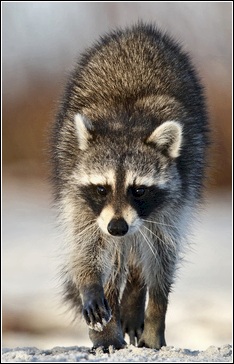 Sw Raccoon Boca Grande Wildlife Control - The Wildlife Whisperer®