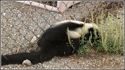 skunk sighting