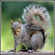 eastern gray squirrel like those found in southwest Florida